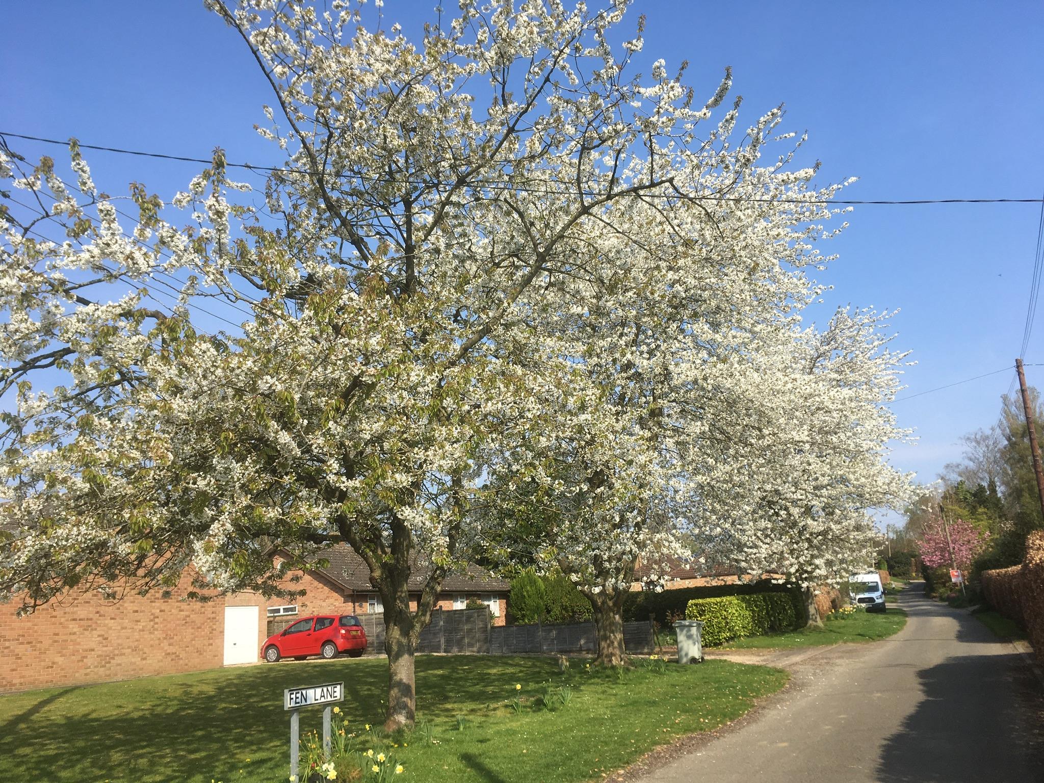 Our village has lots of lovely trees