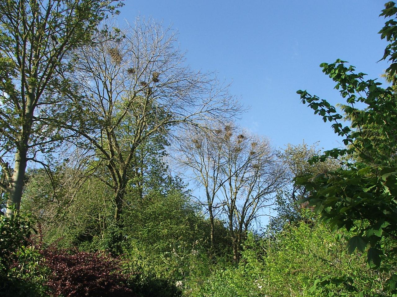 There is a thriving rookery in East Keal